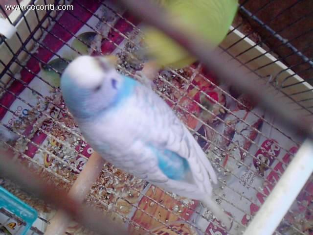 Chicca