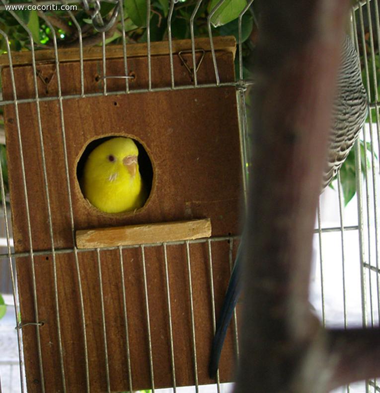 cucù