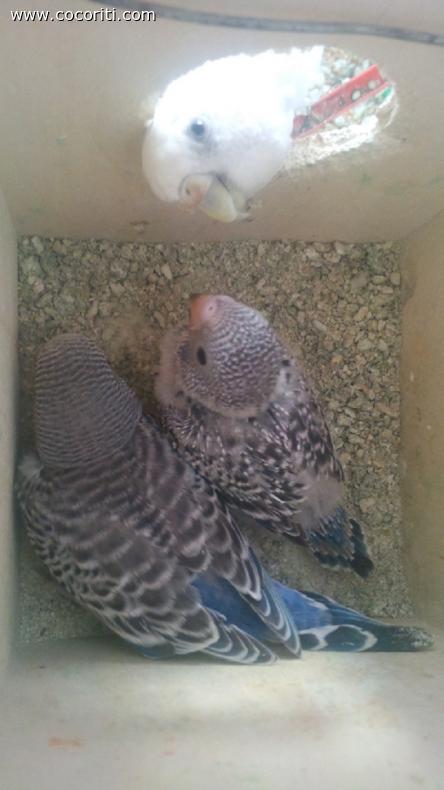 i piccoli Tapioca e Manioca con mamma Kamut!