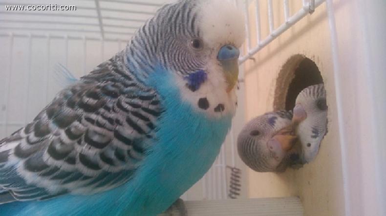 coccole fra fratelli sotto supervisione del babbo!