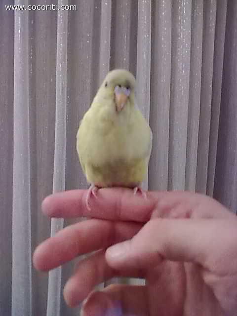 Senape