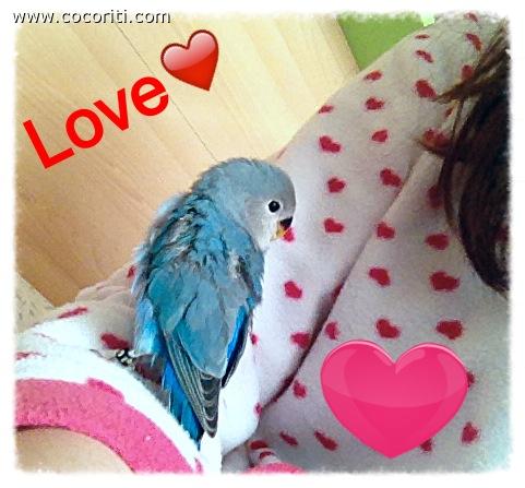 Il mio piccolo amore