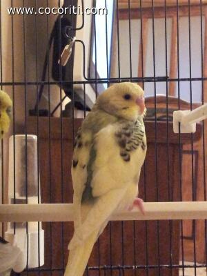 lemon