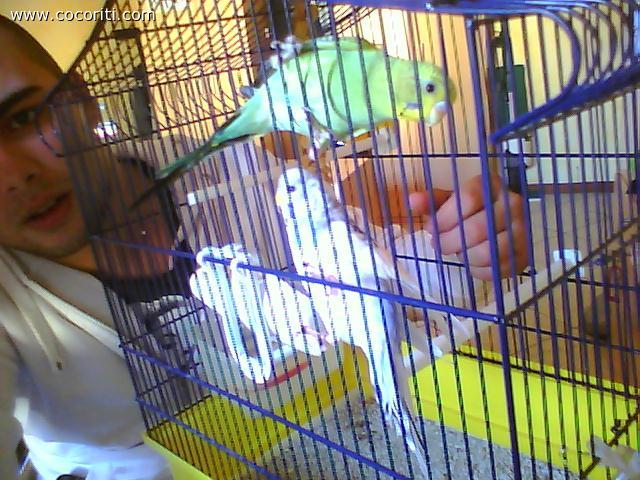 lola(verde) e benito!