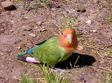 un giro in giardino