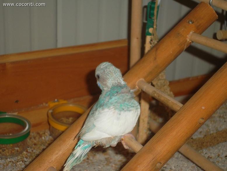 pepè