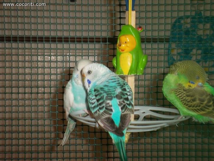 eccoli nella giostra inventata da mia mamma