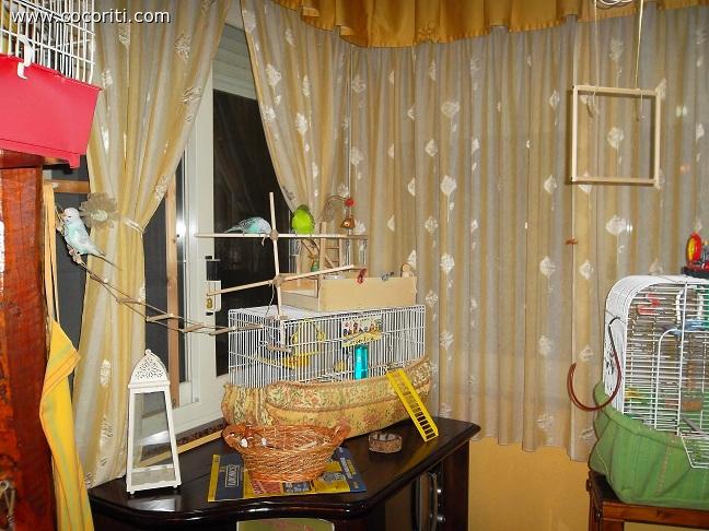 spazio dedicato ai coco :)