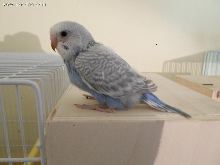 ecco il primo pullo
