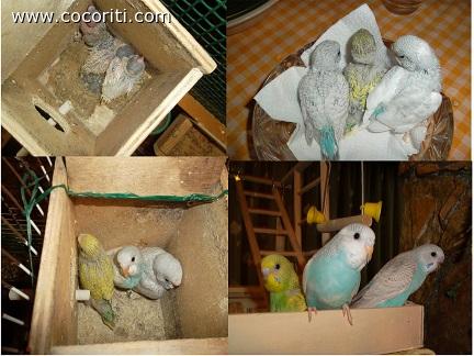 ecco i piccolini di pepè