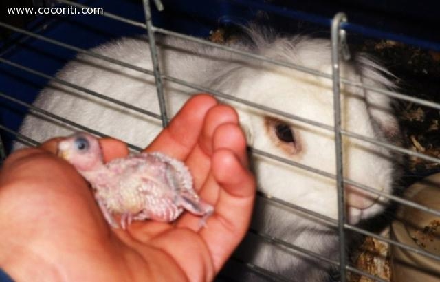 la piccola clo di 11 giorni che fa la conoscienza con il coniglietto di casa,pimpa,che lo guarda con una cera invidia...