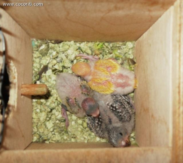 i miei tre piccoli cochini si tengono al calduccio...