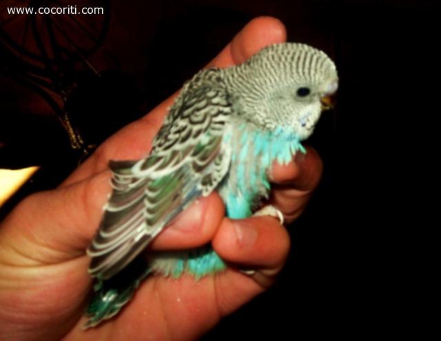 la piccola clo...cresciuta vero??