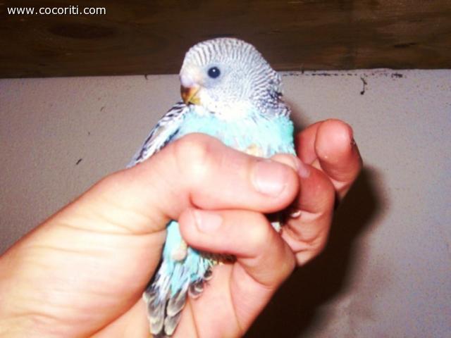 la piccola clo