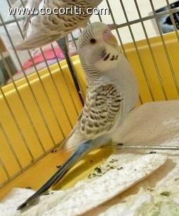 ARIEL