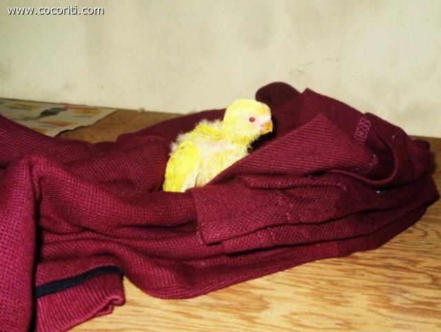 la piccola lutina...che dolce...