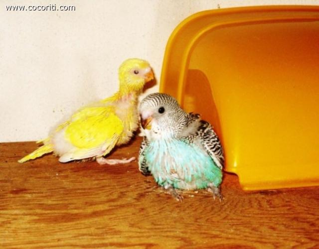 i miei due piccoli cochini si tengono al calduccio...