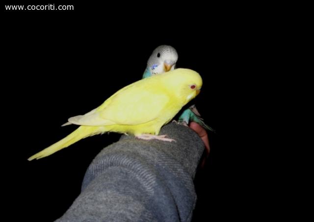 clo e coco giocano nella mia mano