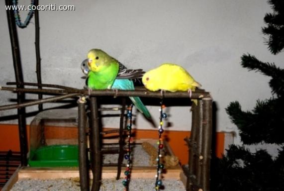 leo e coco