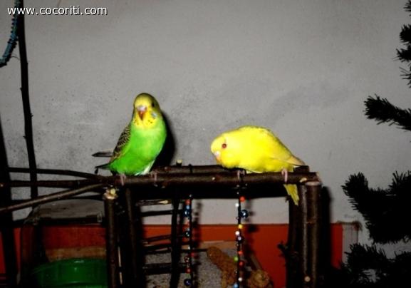 leo e coco