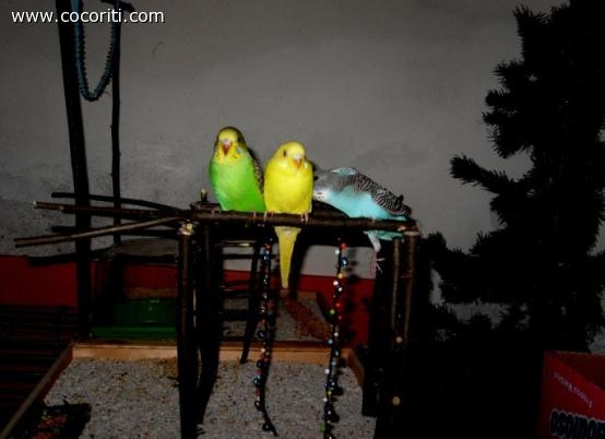 i 3 cochini