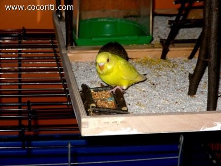 la piccola coco