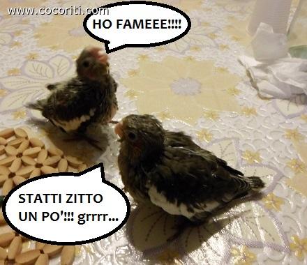 calo-vignetta