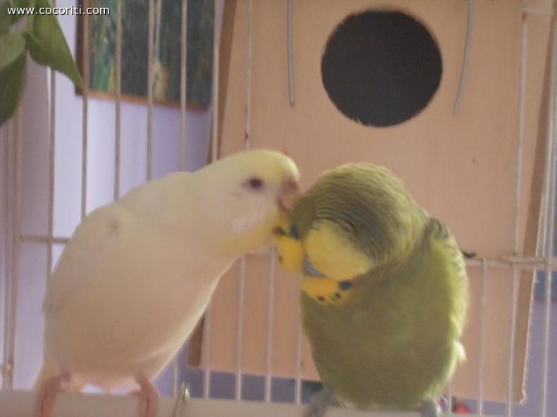 coccole e grattini