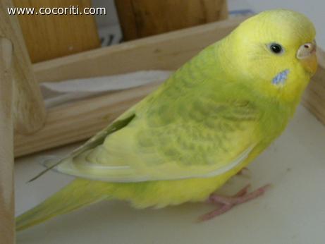 Pippa signorina..:)