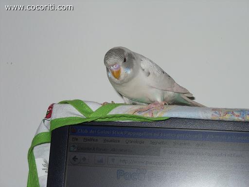 Coco e il pc