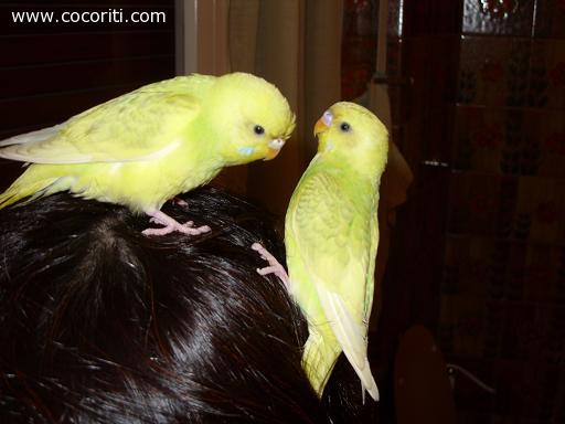 il loro nido...