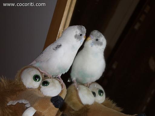 Coco vs coco