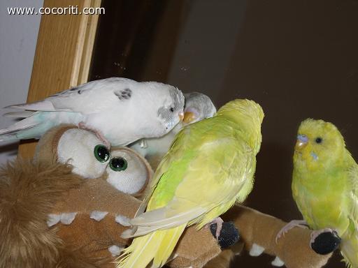 Coco e Ciccio allo specchio