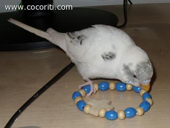 coco gioca