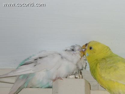 coccole...
