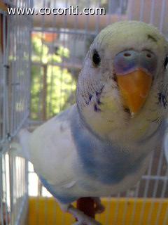 ciao ciao!