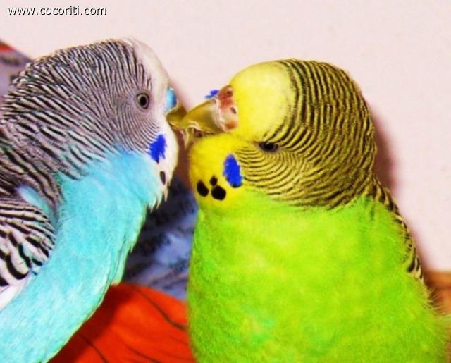 cicko e emily,le mie due piccole cocorite