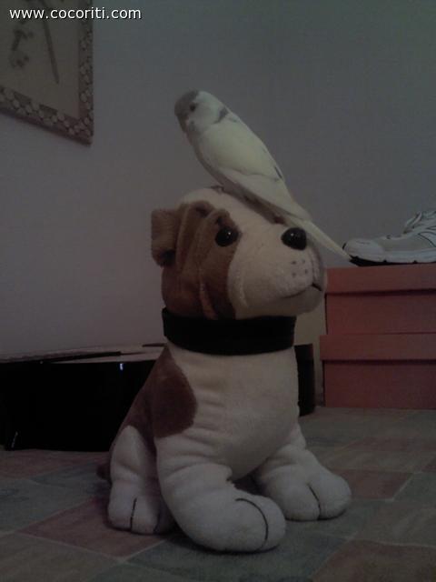 Skip sul peluche