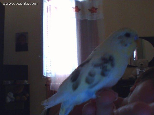 il mio amore  hogan