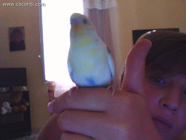 cucciolino