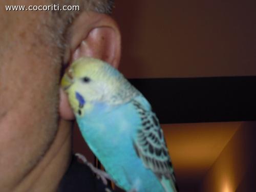 Coccole