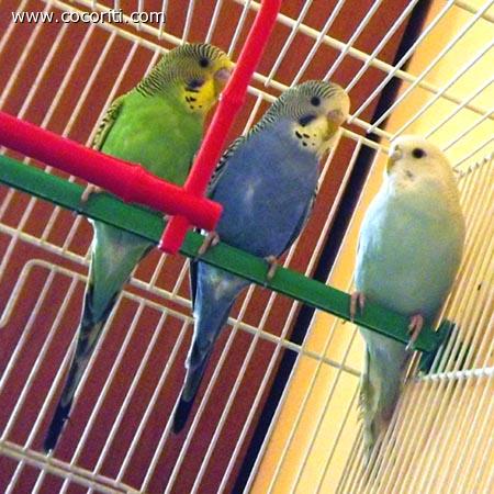 Tre bellissimi pappagalli cocoriti