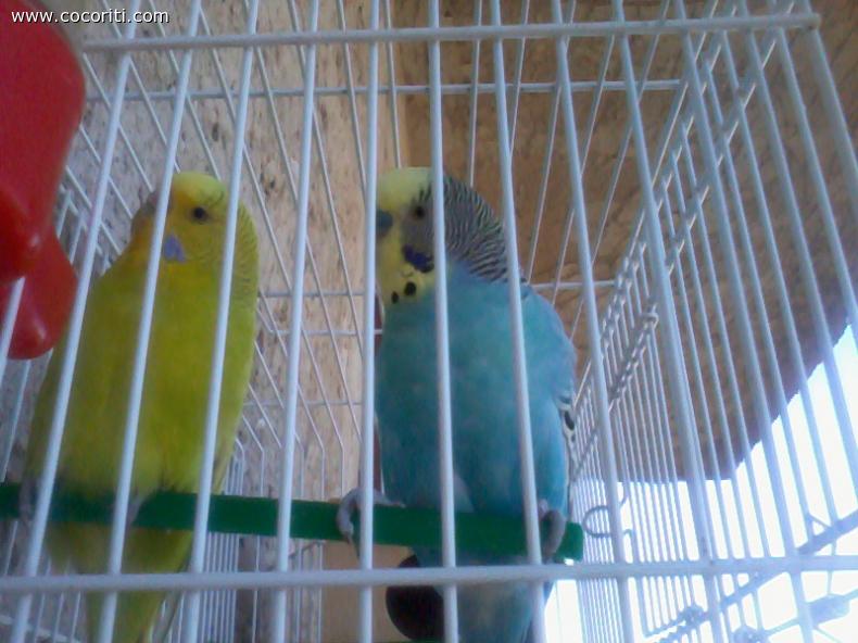 celestino e lola =)