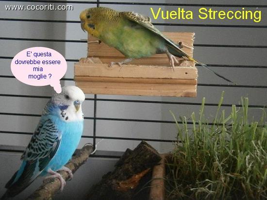 Vuelta Streccing