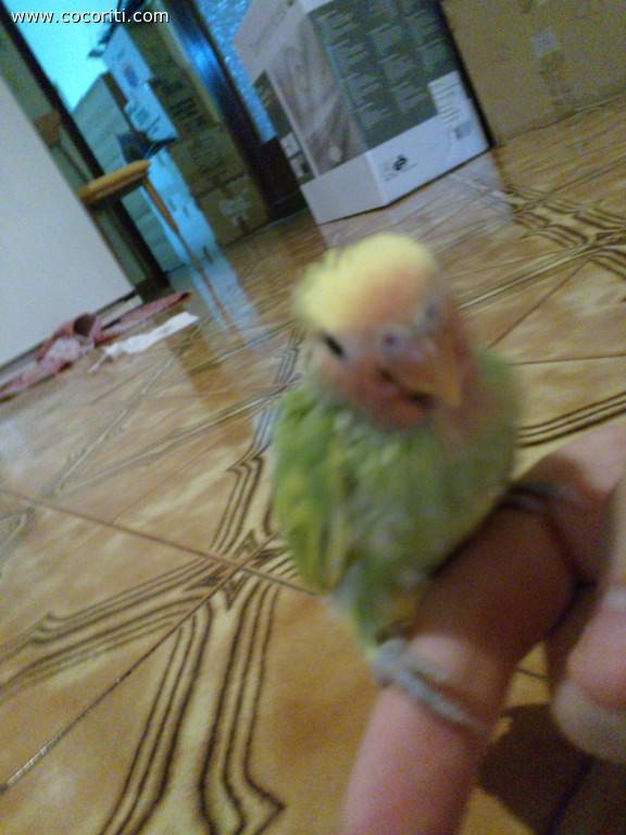 kiwi meno piccolo =)