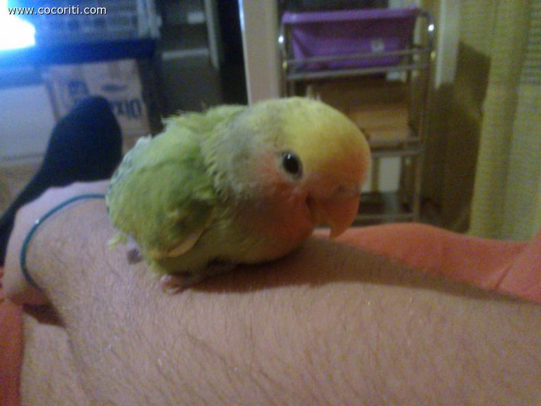 kiwi 35 giorni *-*