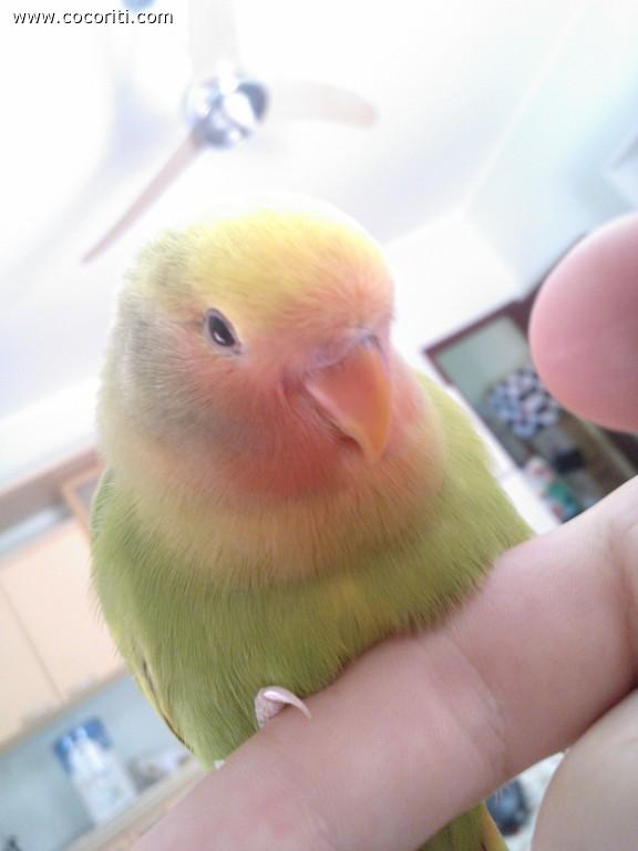 kiwi ora 