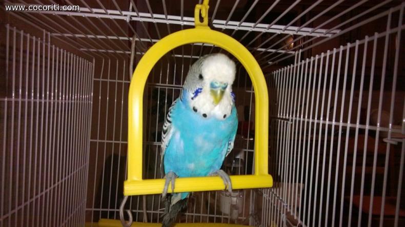 Camillo