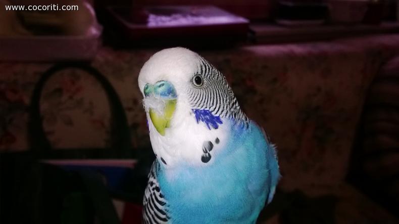 Piume sul becco