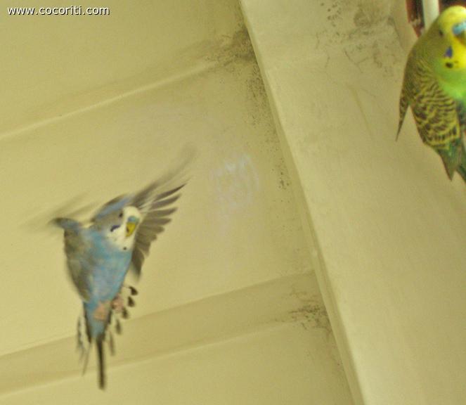 in Volo